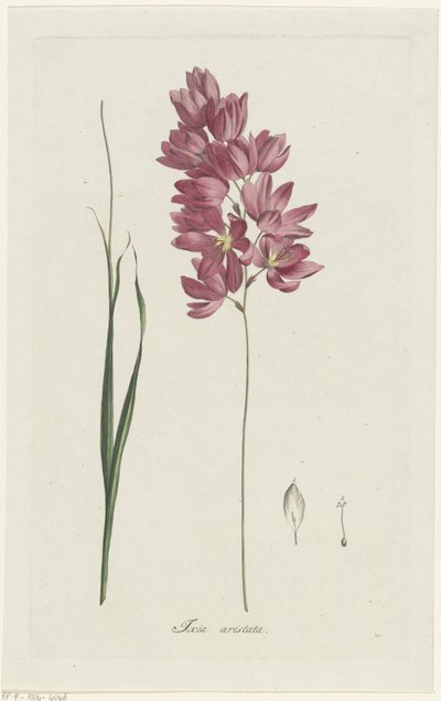 Ixia patens Aiton
Ixia aristata (título sobre o objecto) de Hendrik Schwegman