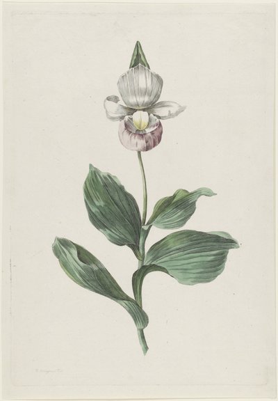Chinelo da Dama Orquídea (Cypripedium reginae Walter) de Hendrik Schwegman