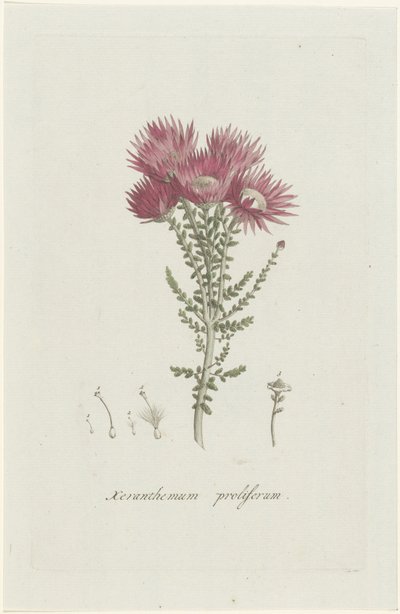 Fenocoma prolifera Xeranthemum proliferum (título no objeto) de Hendrik Schwegman