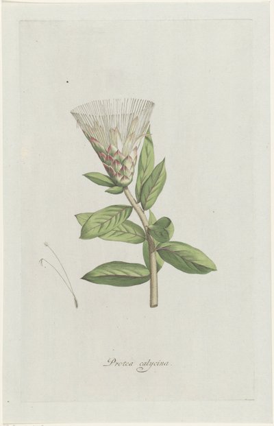 Protea
Protea calycina (título sobre o objecto) de Hendrik Schwegman