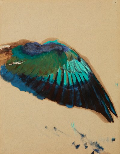Estudo de uma Asa, c.1899 (óleo sobre papel) de Henryk Siemiradzki