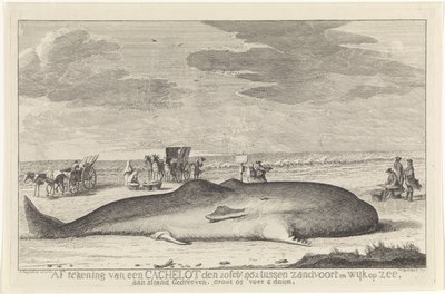 cachalote lavado Assinatura de um lote de cache em 20 de fevereiro de 1762 entre Zandvoort e Wyk op Zee, dirigido em uma praia, grande 61 pés 6 duum. (título no objeto) de Hendrik Spilman