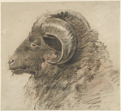 Cabeça de um carneiro, para a esquerda, vista de lado de Hendrik Stokvisch