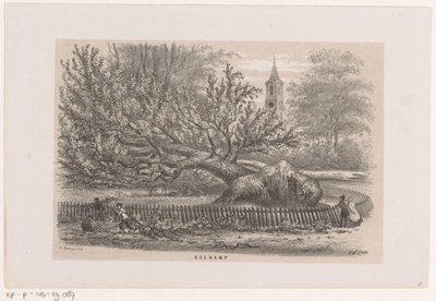 Árvore derrubada no Koekamp, ​​​​após a tempestade de 28 de maio de 1860 Koekamp (título no objeto) Álbum de dez esboços litografados, representando Tooneelen da Destruição, Agitado pela tempestade de 28 de maio de 1860 no 