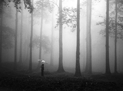Guarda-chuva Misty Woods de Hengki Lee