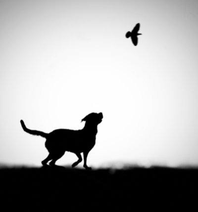 Silhueta de um cão brincalhão e de um pássaro de Hengki Lee