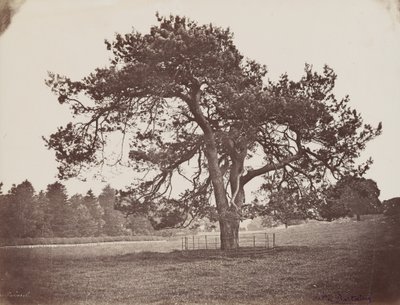 Parque do Palácio Hamilton (Pinho Parasol), c. 1858 (foto) de Henri Charles de Rostaing