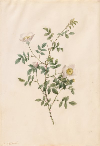 Brier Bush Rose ou cão Rosa Rosa Sepium Rosea, 1817-1824. de Pierre Joseph Redouté