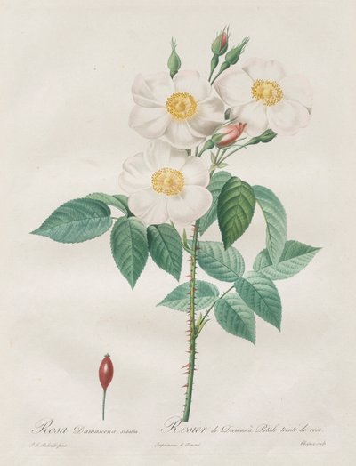 Les Roses: Rosa Damascena, subalba, 1817-1824. de Pierre Joseph Redouté