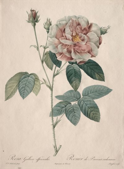 Les Roses: Rosa Gallica, 1817-1824 von Pierre Joseph Redouté