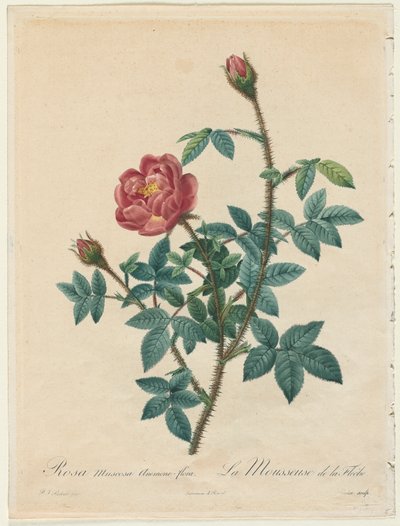 Moss Rose, 1817-1824. de Pierre Joseph Redouté