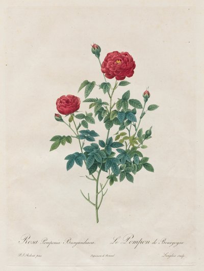 Pompon Rose, 1817-1824. de Pierre Joseph Redouté