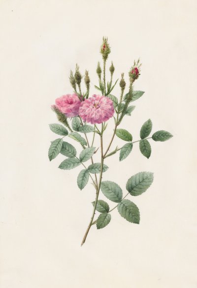 Rosa Pomponiana Muscosa, 1817-1824. de Pierre Joseph Redouté