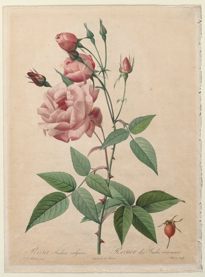 The Roses: China ou Bengal Rose, 1817-1824. de Pierre Joseph Redouté