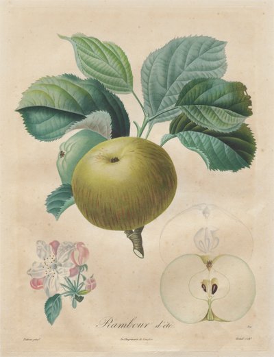 Tratado sobre árvores frutíferas: Rambour de verão de Henri Louis Duhamel du Monceau