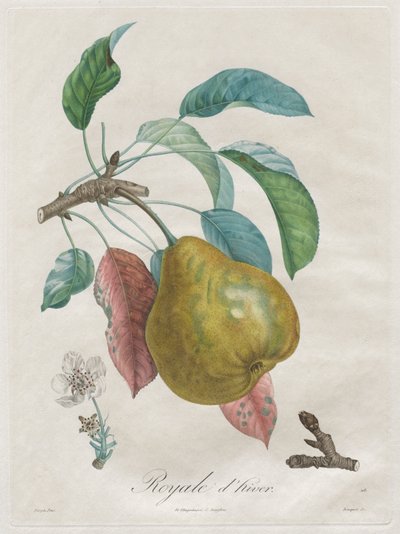 Tratado sobre árvores frutíferas: Winter Royal de Henri Louis Duhamel du Monceau