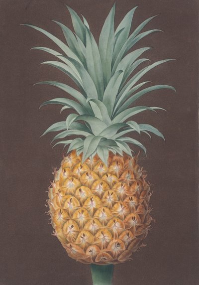 O Pinho de Antigua Verde com Folhas Lisas, 1807. de Henri Merke