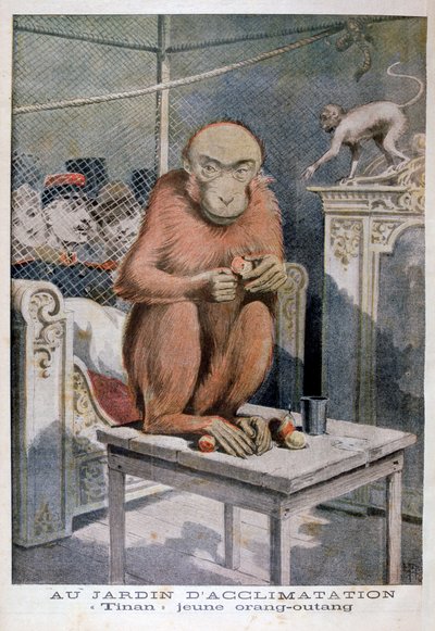 Tinan, o orangotango, 1896 de Henri Meyer
