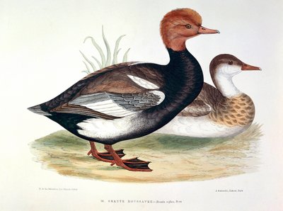 Representação de um prato de pato ruivo por H. Blanchere de Henri de la Blanchere