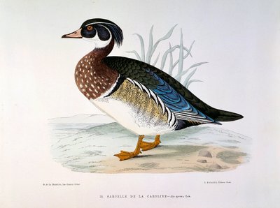 Representação de um Pato Teal de Caroline Plate por H. Blanchere de Henri de la Blanchere