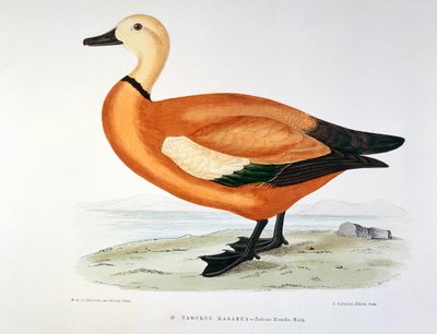 Representação de um kasarka Planche de pato tadorne por H. Blanchere de Henri de la Blanchere