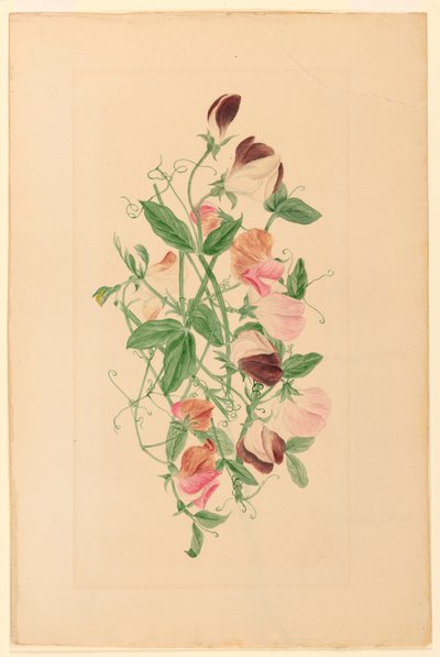 Desenho, Ervilhas doces, 1875 de Henrietta Benson Homer