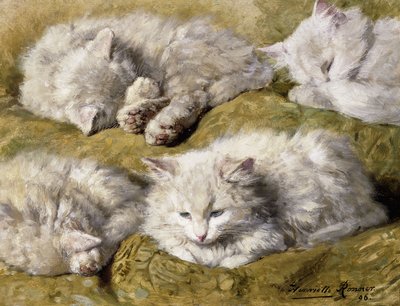 Estudos de um gato branco de cabelos compridos, 1896 de Henriëtte Ronner Knip