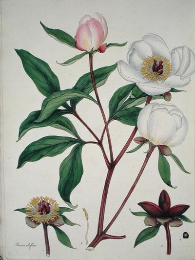 Paeonia Albiflora, do 