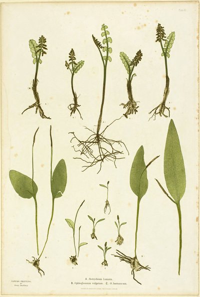 Impressão natural de fetos de Moonwort e Adder