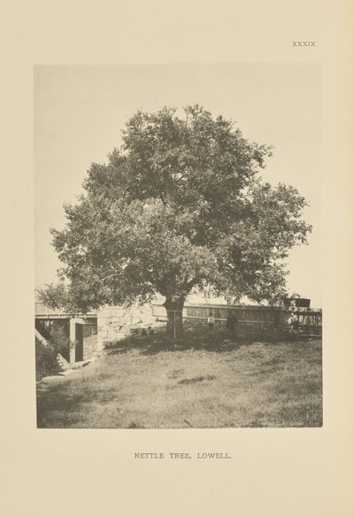 Nettle Tree, Lowell de Henry Brooks