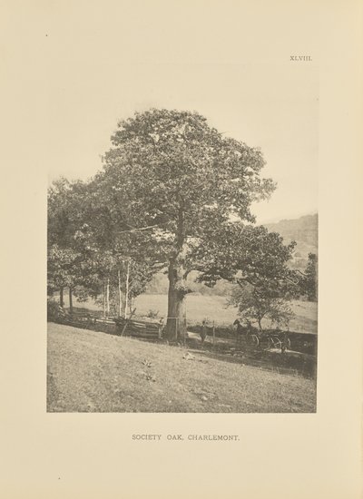 Society Oak, Charlemont de Henry Brooks