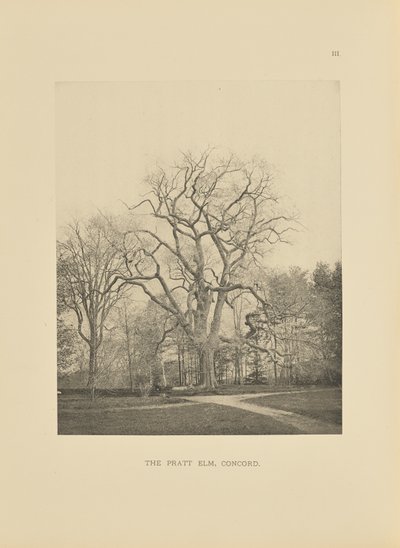 The Pratt Elm, Concord de Henry Brooks