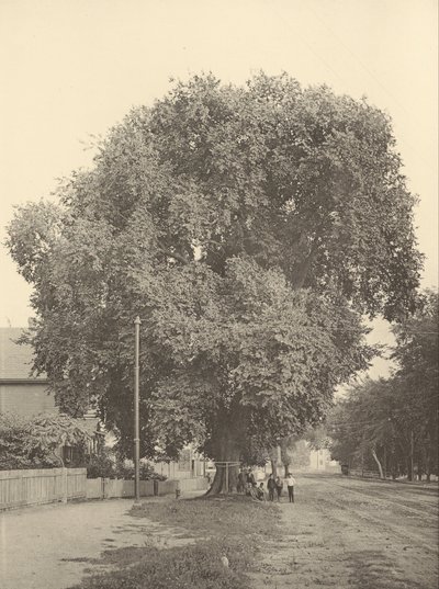 The Whittemore Elm, Arlington de Henry Brooks