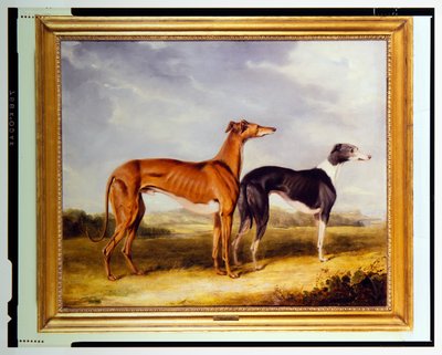 Dois galgos, propriedade do Dr. Edmund Taylor de Booth Hall de Henry Calvert