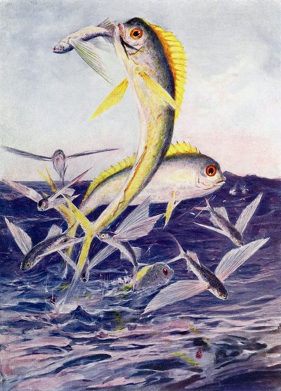Peixes-voadores atacados de Henry Charles Seppings Wright