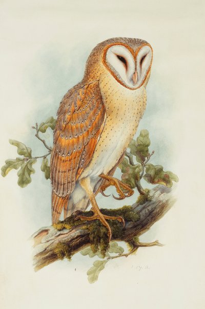 Coruja de celeiro, de Henry Constantine Richter