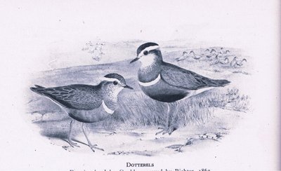 Dotterells, Nature in Britain publicado por Collins, 1946 de Henry Constantine Richter
