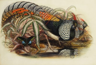 O faisão de Lady Amherst, de Henry Constantine Richter