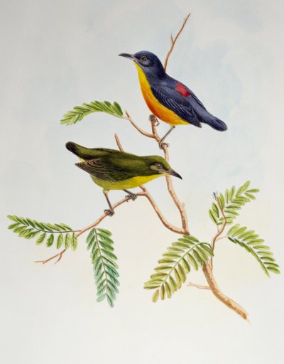 Pica-flores-de-barriga-laranja (Dicaeum trigonostigma), de Aves da Ásia de Henry Constantine Richter