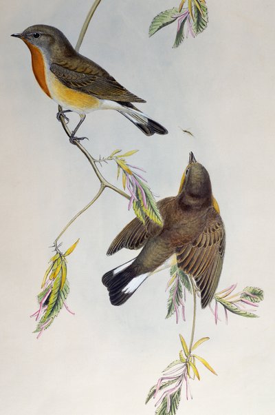Apanhador de moscas de peito vermelho (Ficedula parva), de Aves da Grã-Bretanha de Henry Constantine Richter