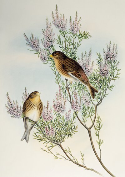 Twite (Carduelis flavirostris), de Birds of Great Britain de Henry Constantine Richter