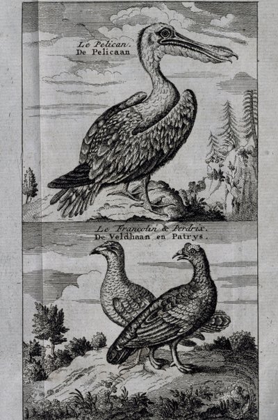 Pelican, Hazel grouse e Partridge, gravura de Voyage feita para Hudson