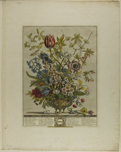 Fevereiro, de Doze Meses de Flores de Henry Fletcher