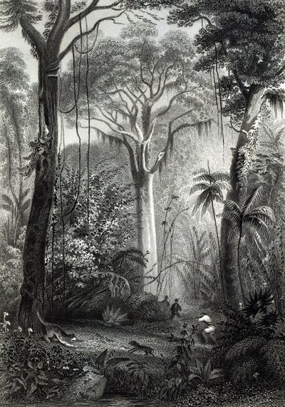 Cena em uma floresta brasileira gravada por J. Bishop de Henry George Hine