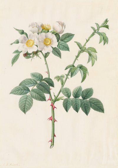 Brier Bush Rose ou Dog Rose (Rosa Leucantha) de Henry Joseph Redouté