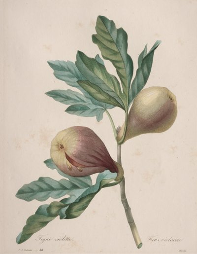 Escolha das flores mais bonitas... das frutas mais bonitas: Figo Violeta de Henry Joseph Redouté