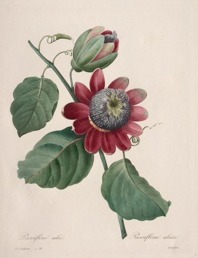 Escolha das mais belas flores... mais belas frutas: Passiflore ailee de Henry Joseph Redouté