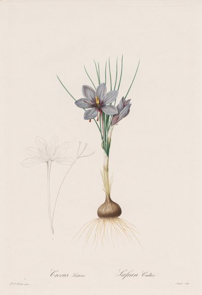 Liliaceae: Crocus Sativus de Henry Joseph Redouté