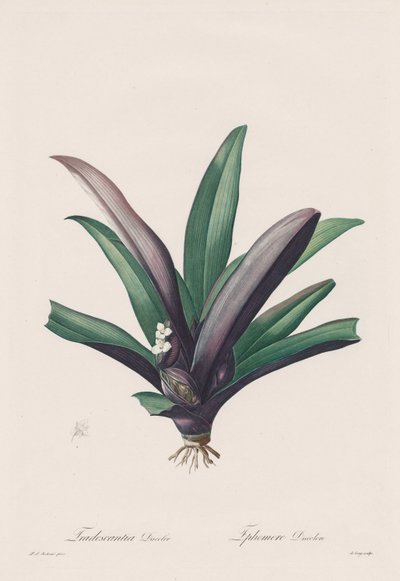 Les Liliacées: Tradescantia discolor de Henry Joseph Redouté