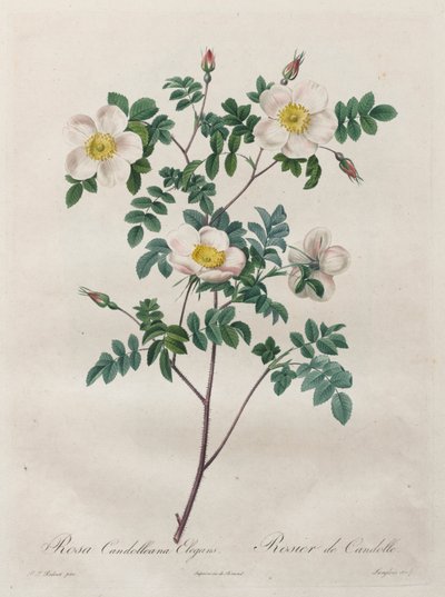 Les Roses: Rosa Candolleana Elegans de Henry Joseph Redouté